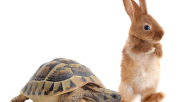 tortoise and hare racing on white background