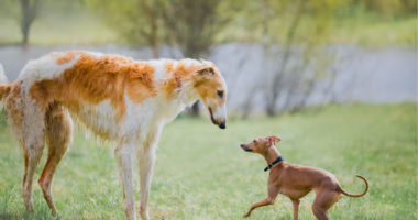 small and big greyhound breeds